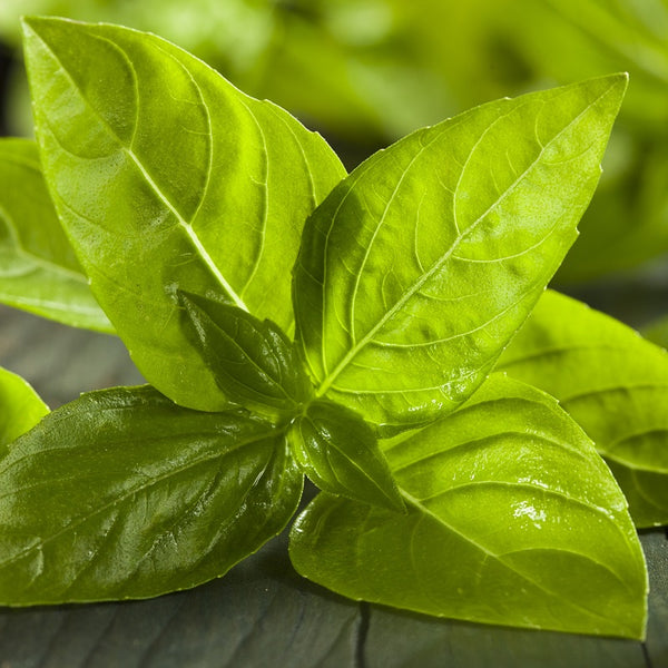 Basil Olive Oil